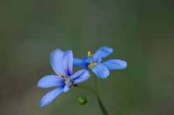 blue eye grass